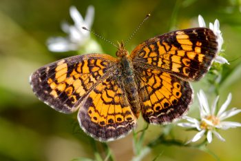 Phyciodes tharos (Pearl Crescent)