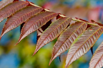 Staghorn Sumac (<em>Rhus typhina</em>)