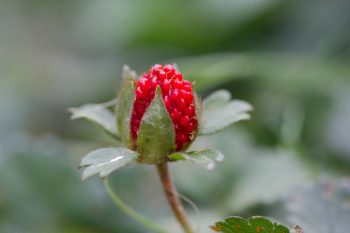 Fragaria virginiana (Wild Strawberry)