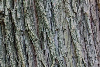 Walnut Bark