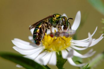 Sweat Bee