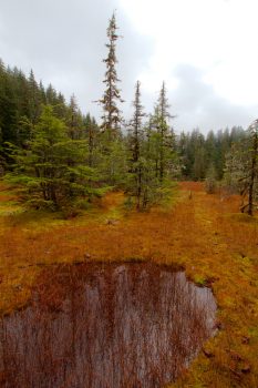 Muskeg, Boy Scout Trail, Juneau