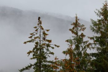 Bald Eagles in Lemon Creek