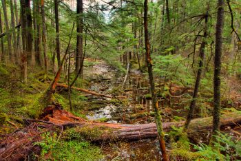 Tongass National Forest