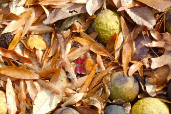 Leaves and Walnuts