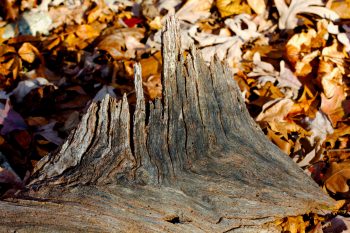 Around Lake Needwood