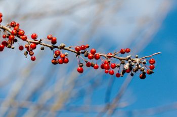 Crab Apples