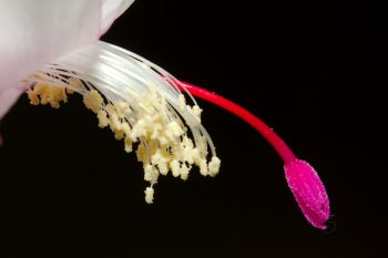 Schlumbergera truncata (Thanksgiving Cactus)