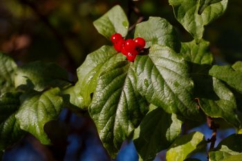 Lonicera maackii (Amur Honeysuckle)