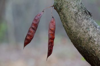 Redbud Pods