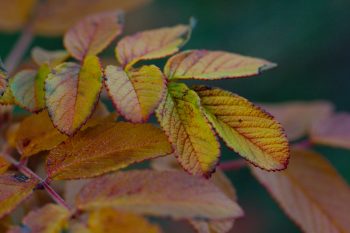 Rose Leaves