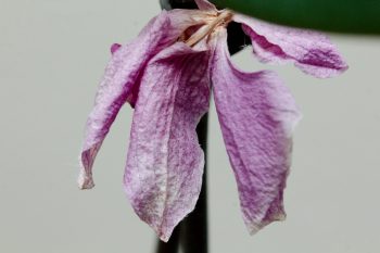 Dried Orchid Flower