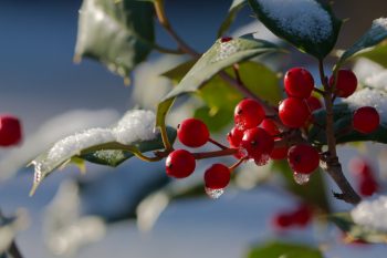 Winter's First Snow