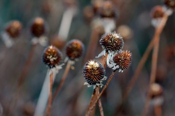 Rudbeckia Seeds