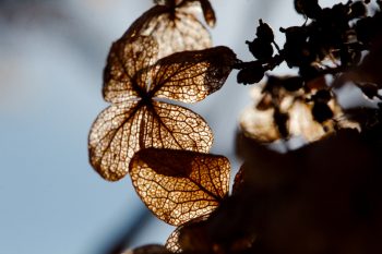 Hydrangea Petals