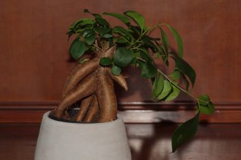 <em>Ficus microcarpa</em> Bonsai