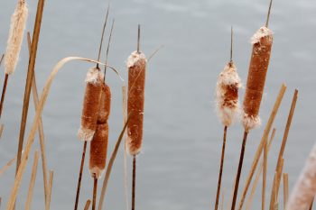 Cattails, Typha latifolia