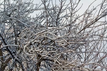 Snow on Branches