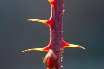 Bramble Thorns