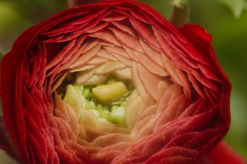 Ranunculus asiaticus, Persian Buttercup