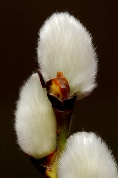 Pussy Willow (Salix)