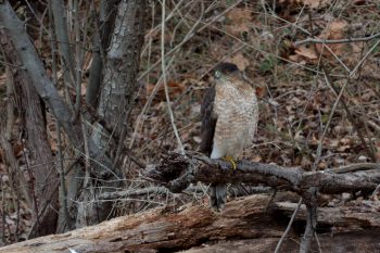 Cooper's Hawk (Accipiter cooperii)