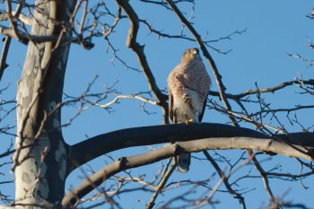 Sharp-shinned Hawk (Accipiter striatus)