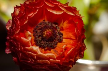Ranunculus