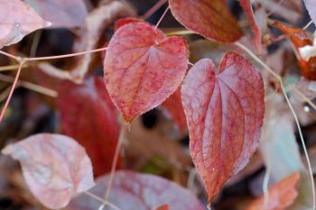 Epimedium Leaves