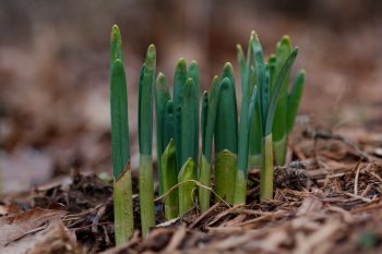 Daffodil Leaves