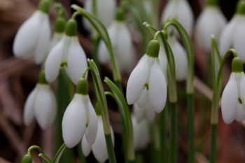 Snow Drops (Galanthus nivalis)