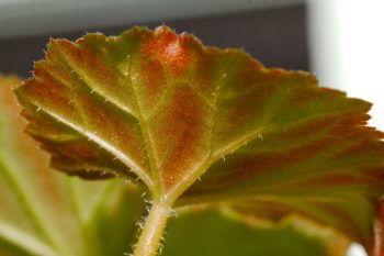 Rieger Begonia Leaf