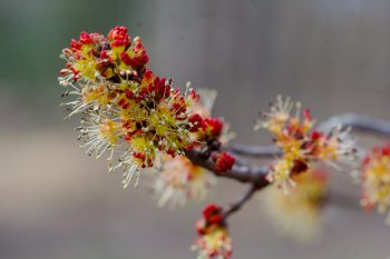 Maple Blossoms