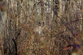 White-tailed Deer (Odocoileus virginianus)