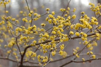 <em>Cornus mas</em>