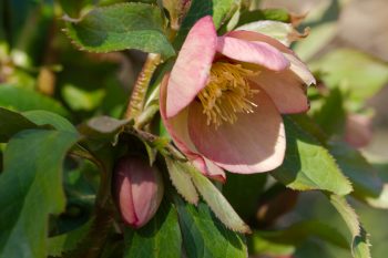 Lenten Rose ‘Mango Magic’