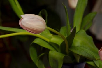 Cut Tulip Flower