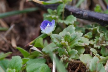 Veronica persica (Persian Speedwell)