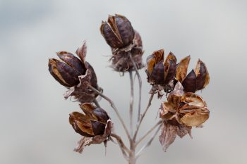 Hibiscus moscheutos Seed Pods