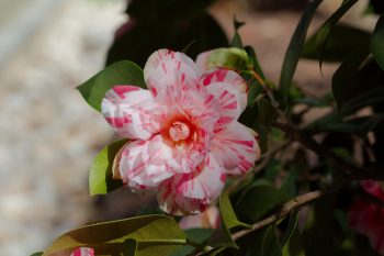 Camellia japonica