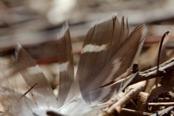 Goose Feather