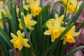 ‘Tete-A-Tete’ Daffodils