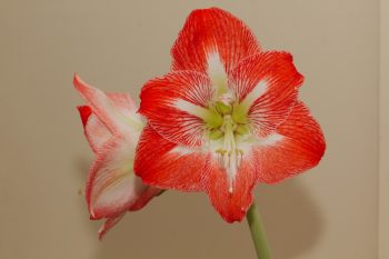 Amaryllis