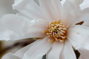 Star Magnolia