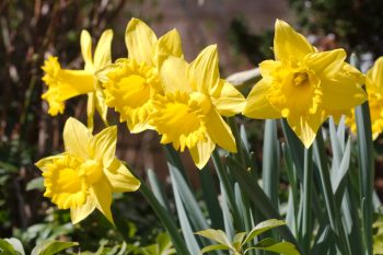 Daffodil ‘Arkle’