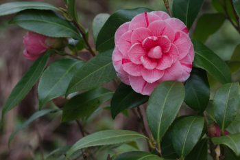 Camellia ‘Dad's Pink’