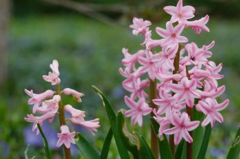 Pink Hyacinths