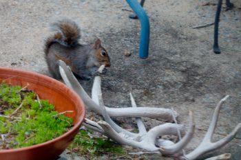 Squirrel Chewing on Antlers