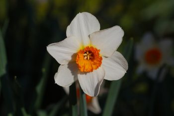 Daffodil