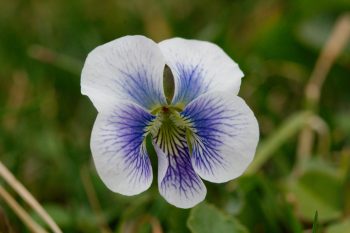 Wild Violet (Viola sororia)